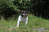 BOULEDOGUE FRANCAIS 113